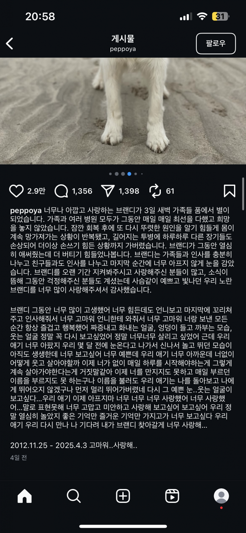 [잡담] 브랜디 하늘나라갔대 | 인스티즈