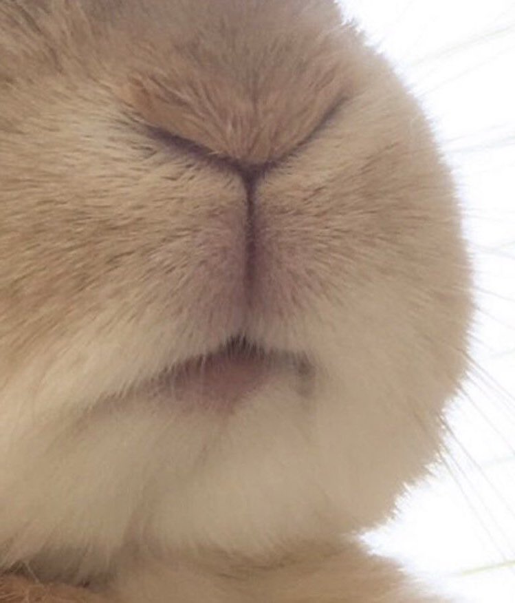 [잡담] ㄹㅇ 지금까지 본 사람 중에 제일 토끼같음 | 인스티즈