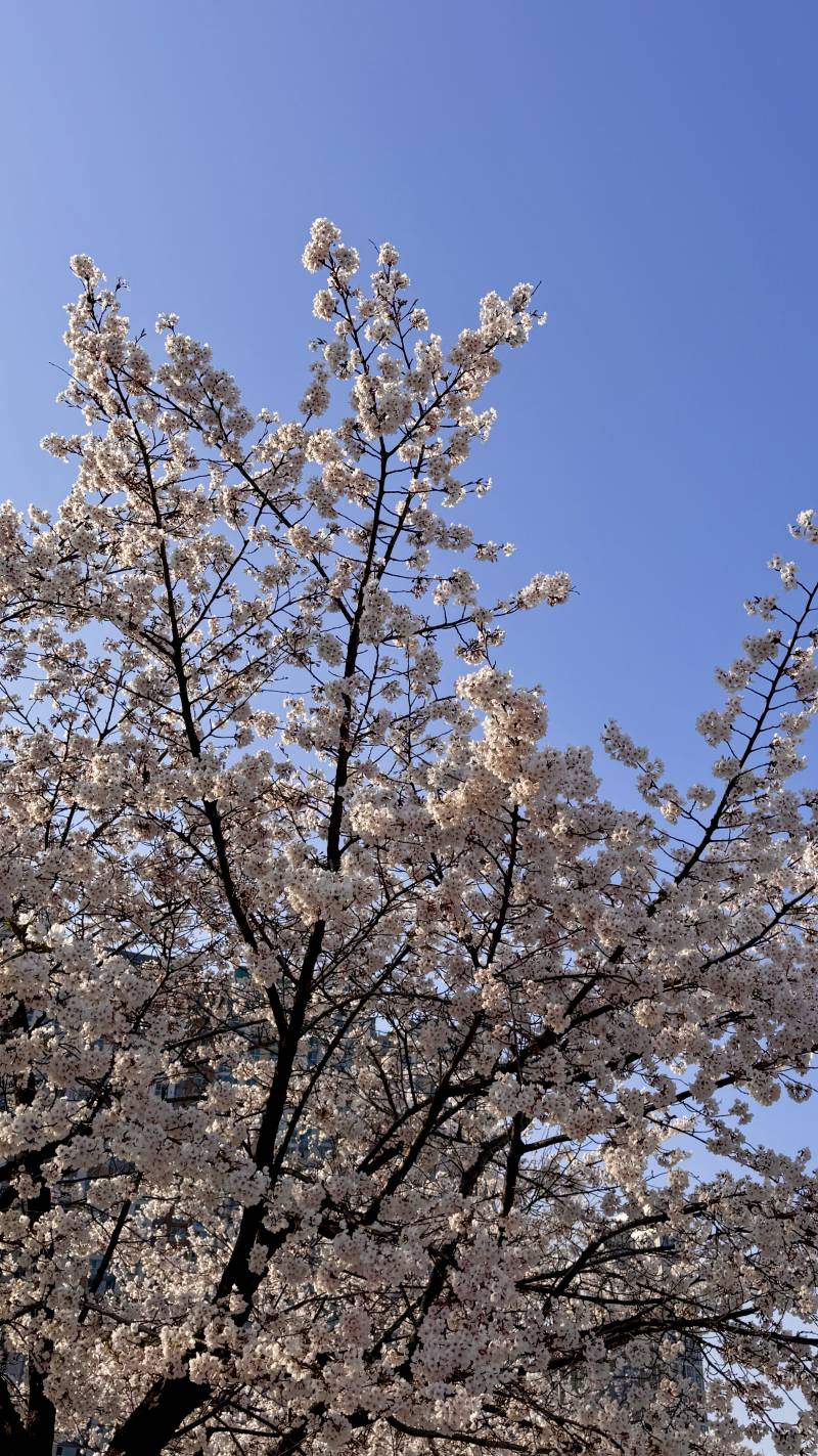 [잡담] 벚꽃 찍은 거 보정했는데 어때..? | 인스티즈