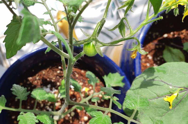 [잡담] 꺄아아아아 아가 대추방토 달렸어!!!🍅 | 인스티즈