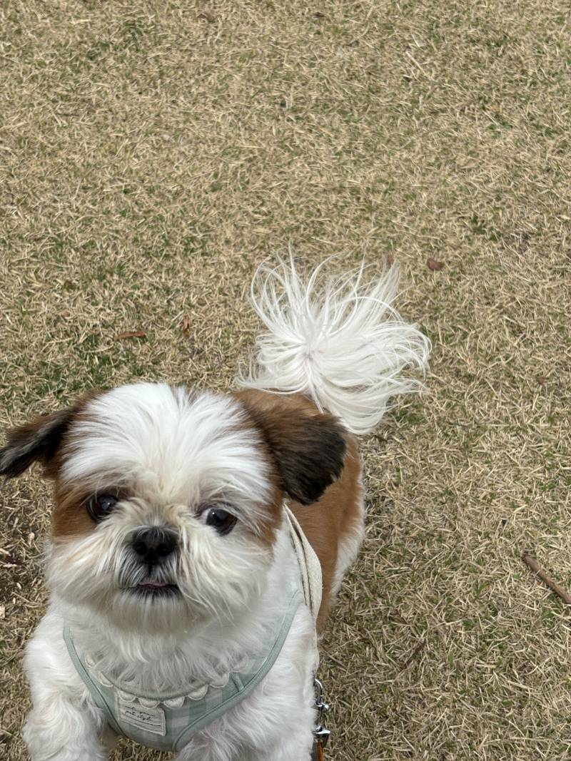 [잡담] 🐶산책타임🐶 | 인스티즈