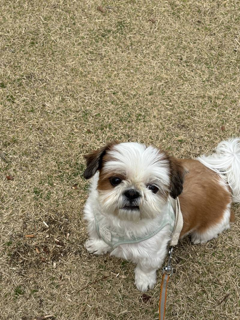 [잡담] 🐶산책타임🐶 | 인스티즈