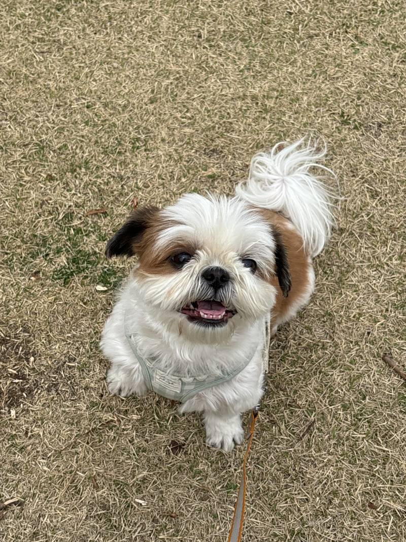 [잡담] 🐶산책타임🐶 | 인스티즈
