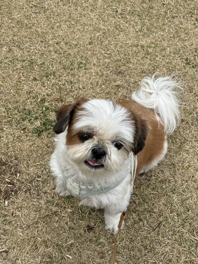 [잡담] 🐶산책타임🐶 | 인스티즈