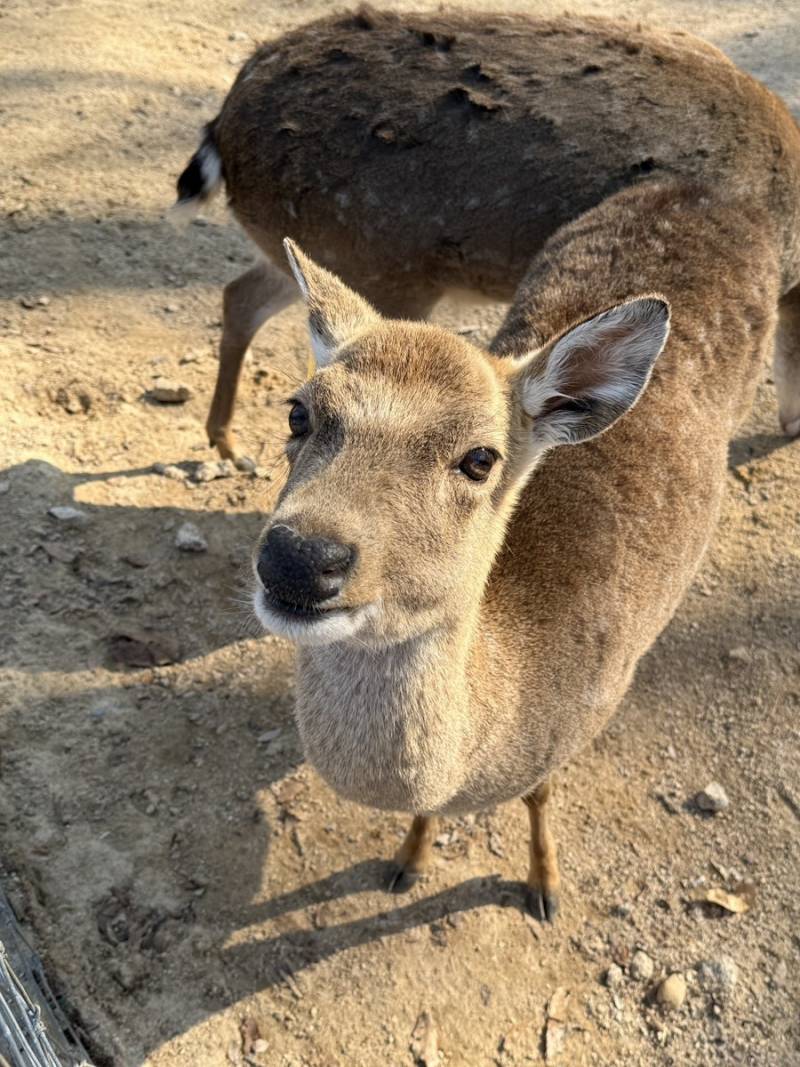 [잡담] 서울숲 사슴이 너무좋아 | 인스티즈