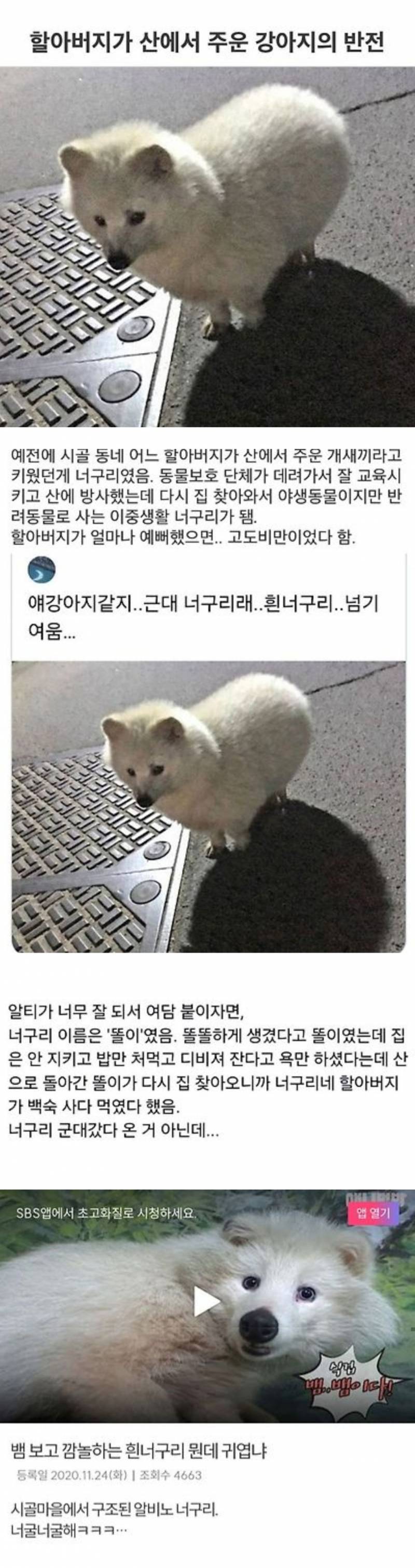 [잡담] 할아버지가 산에서 주운 강아지의 대반전 | 인스티즈