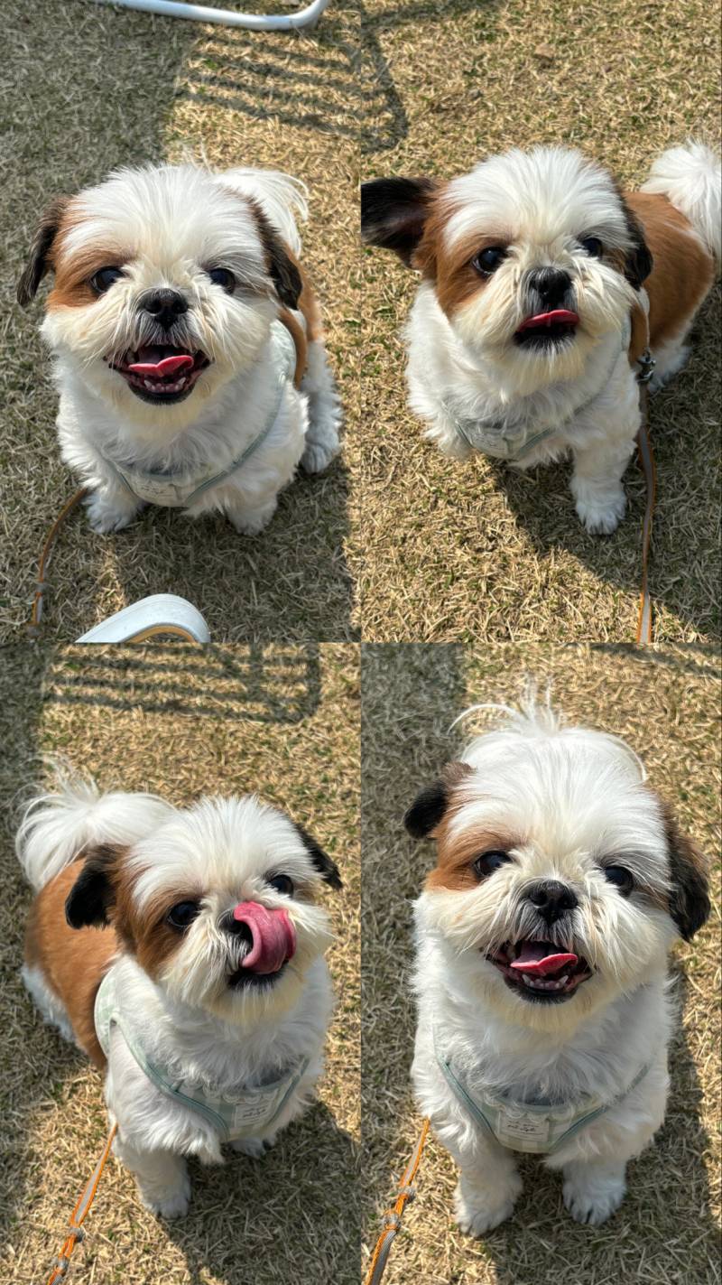 [잡담] 🐶내 견생네컷 어때?🐶 | 인스티즈
