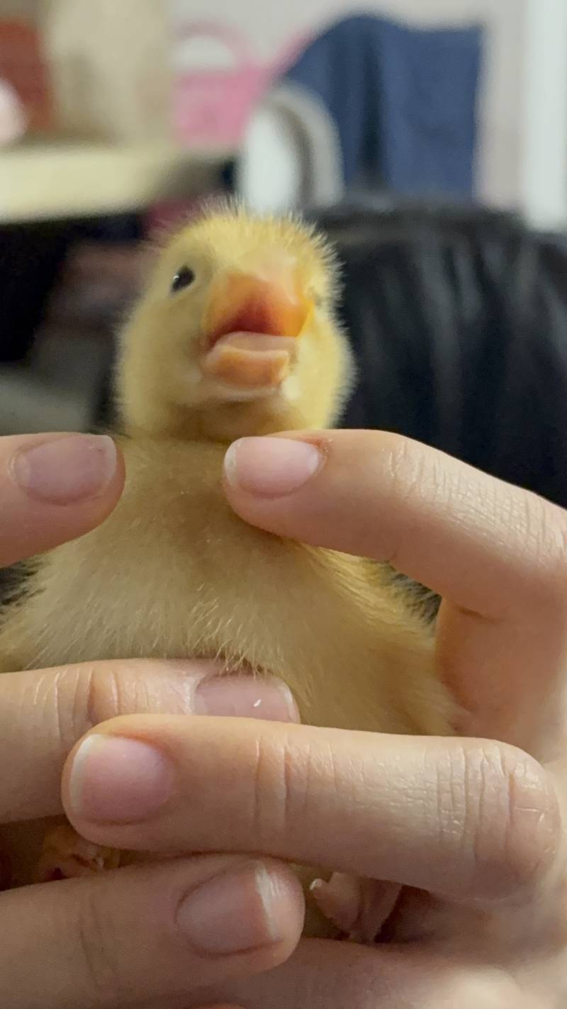 [잡담] 반려오리 이번주 근황!! | 인스티즈