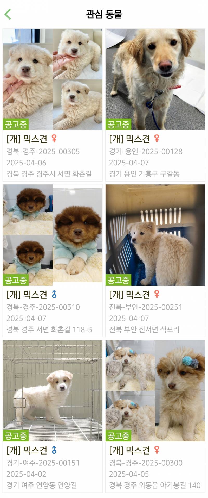 [잡담] 짱 귀어운 유기견들 보고 가라 진짜 후회없음 보장 | 인스티즈