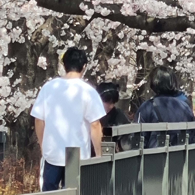 [잡담] 정해인 하영 벚꽃 촬영씬 개이쁠거같다 | 인스티즈