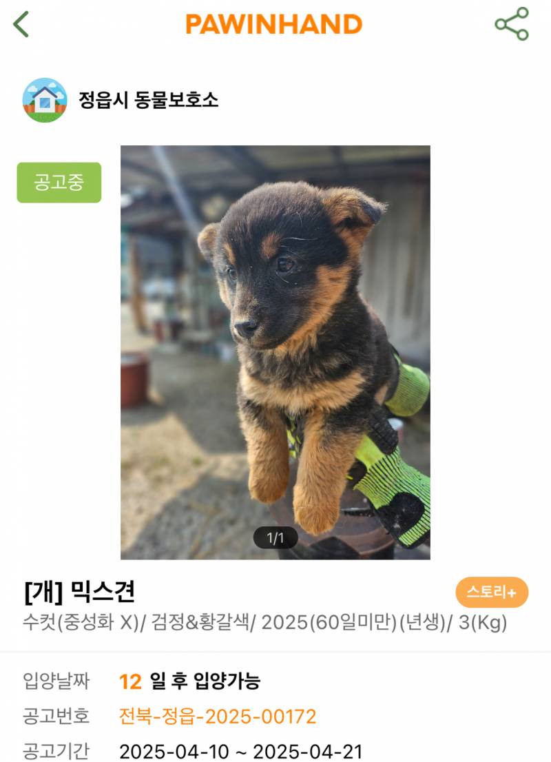 [잡담] 강쥐도 털무늬가 되게 다양하구나 | 인스티즈