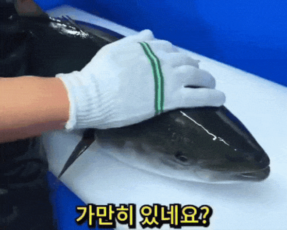 [잡담] 동물학대라고 논란중인 영상 | 인스티즈
