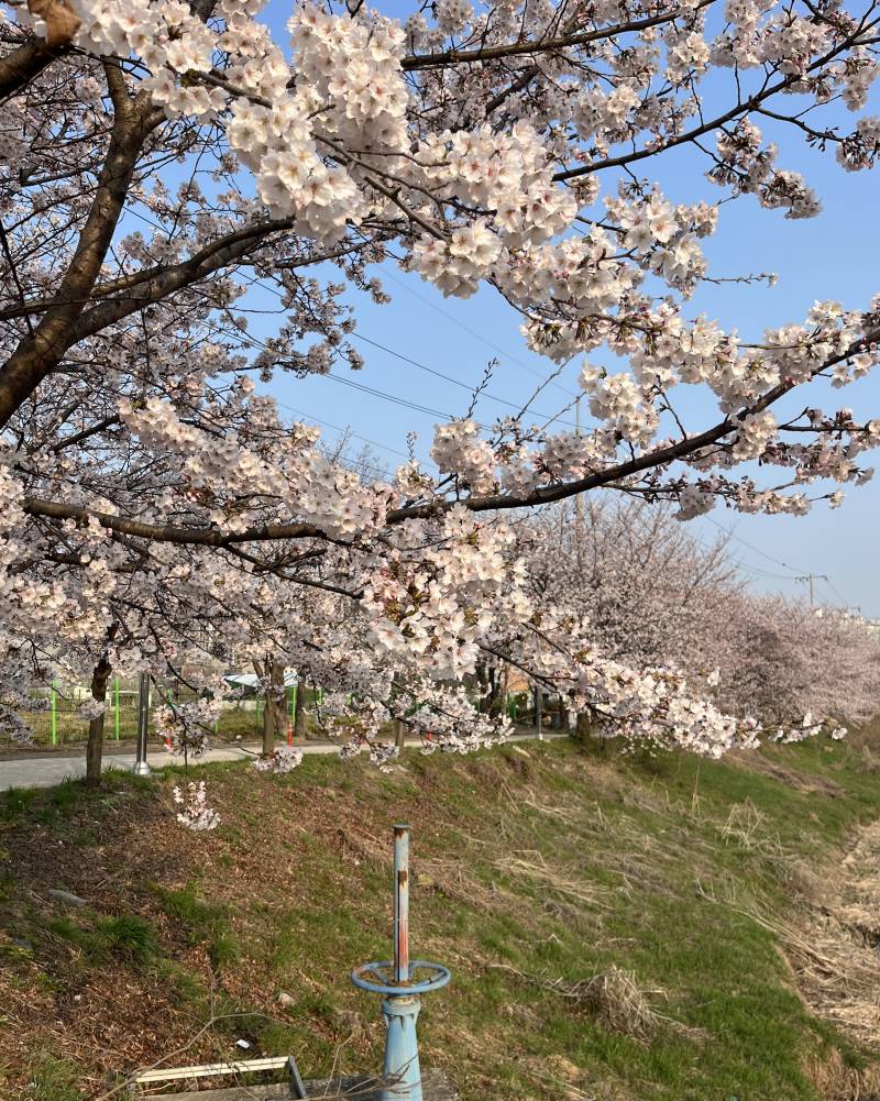 [잡담] 벚꽃보러 아침 산책하고 왔당 | 인스티즈