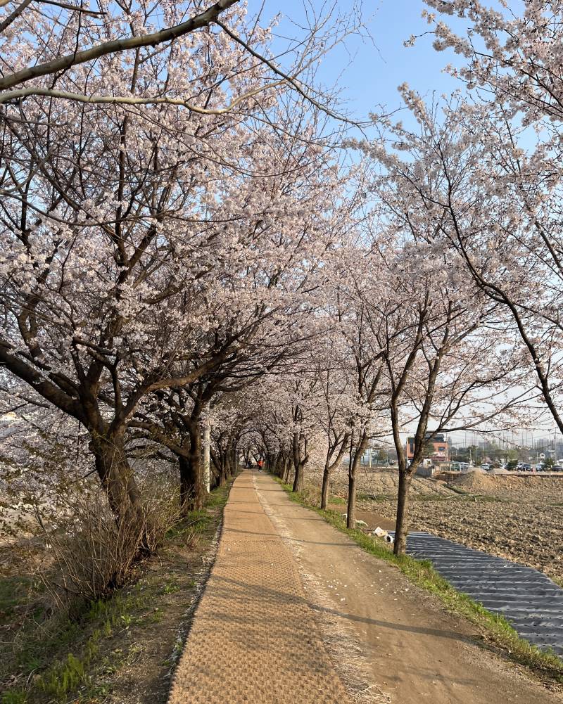 [잡담] 벚꽃보러 아침 산책하고 왔당 | 인스티즈