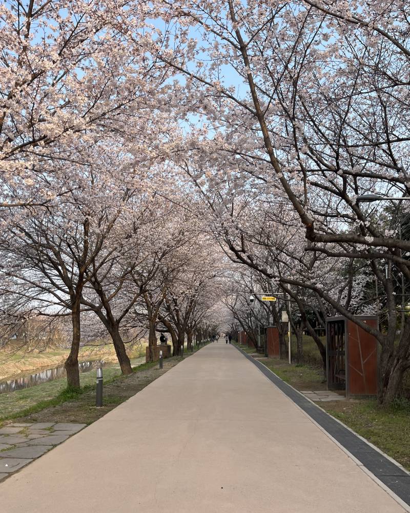 [잡담] 벚꽃보러 아침 산책하고 왔당 | 인스티즈