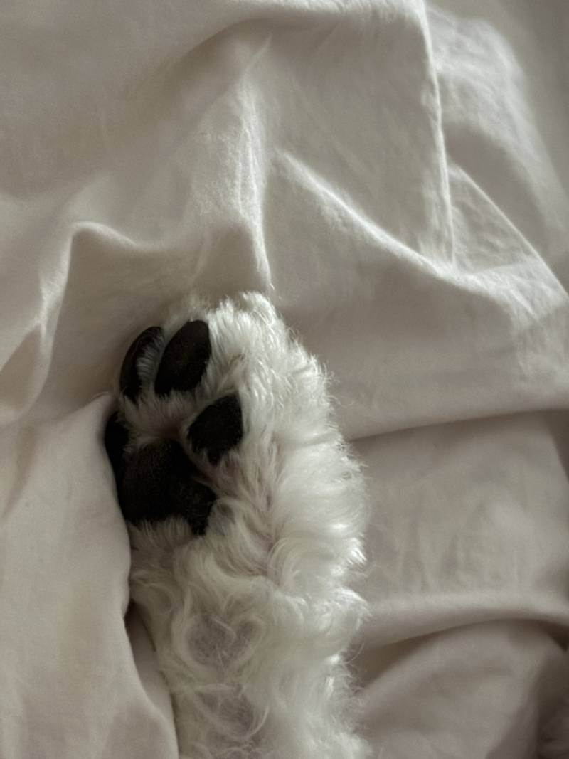 [잡담] 울집 강쥐 젤리 보고 가 | 인스티즈