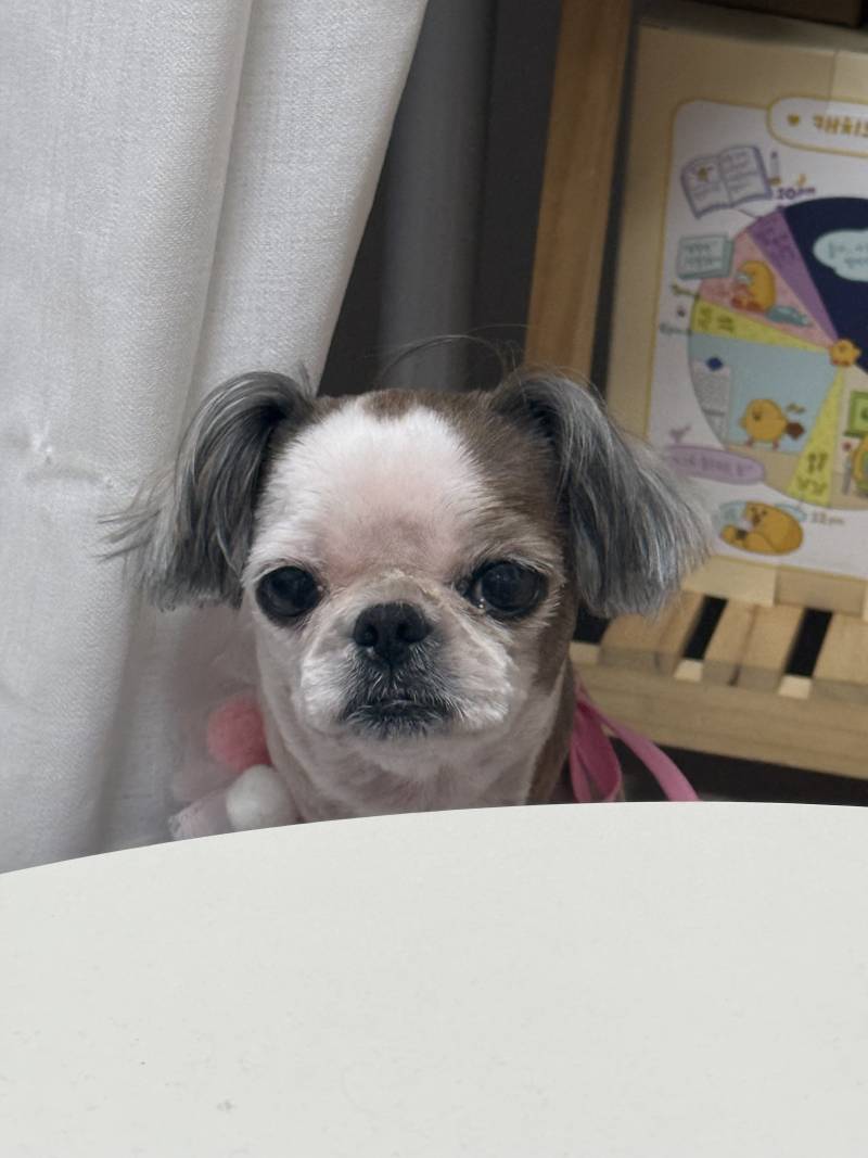[잡담] 사기 잘 당할거 같은 우리집 공주 근황 | 인스티즈