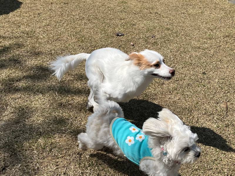 [잡담] 우리 강아지 유치원에서 소풍갔는데 넘 신나보여 | 인스티즈