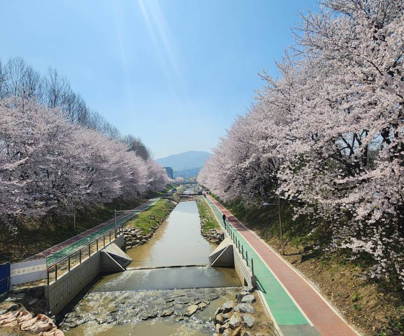 [잡담] 울회사앞에 벚꽃만개 | 인스티즈