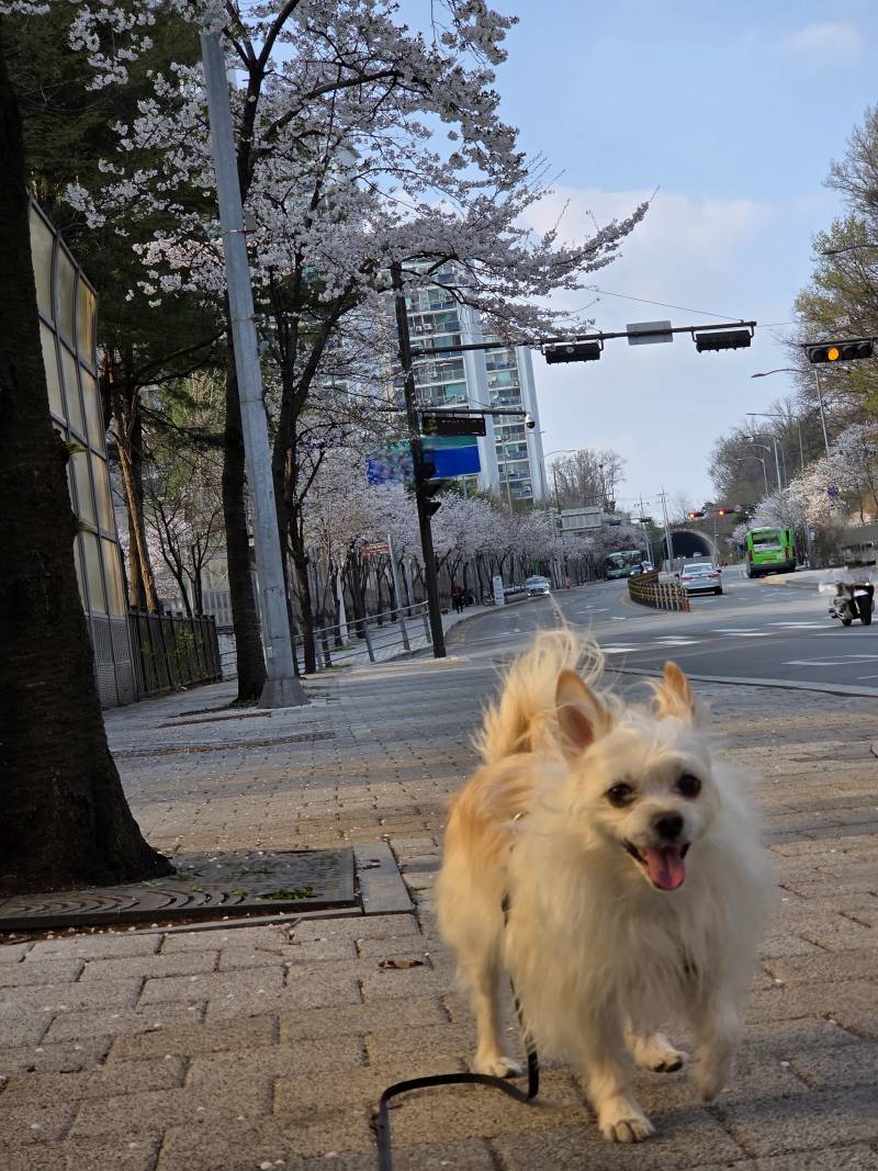 [잡담] 강아지랑 벚꽃 사진을 찍고싶었는데 나한테 웃으면서 달려오는 사진만 남음 ㅋㅋㅋ | 인스티즈