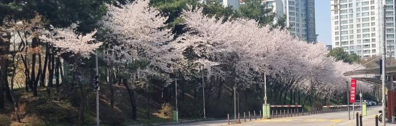 [잡담] 와 벚꽃 봐 | 인스티즈