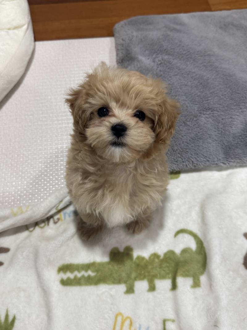 [잡담] 하 우리집 막내 진짜 기엽다 | 인스티즈