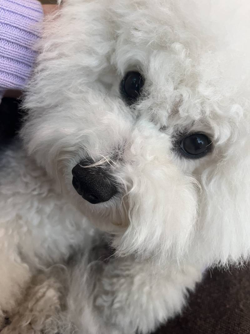 [잡담] 우리집 강쥐 어떤점에서 귀여운거임? | 인스티즈
