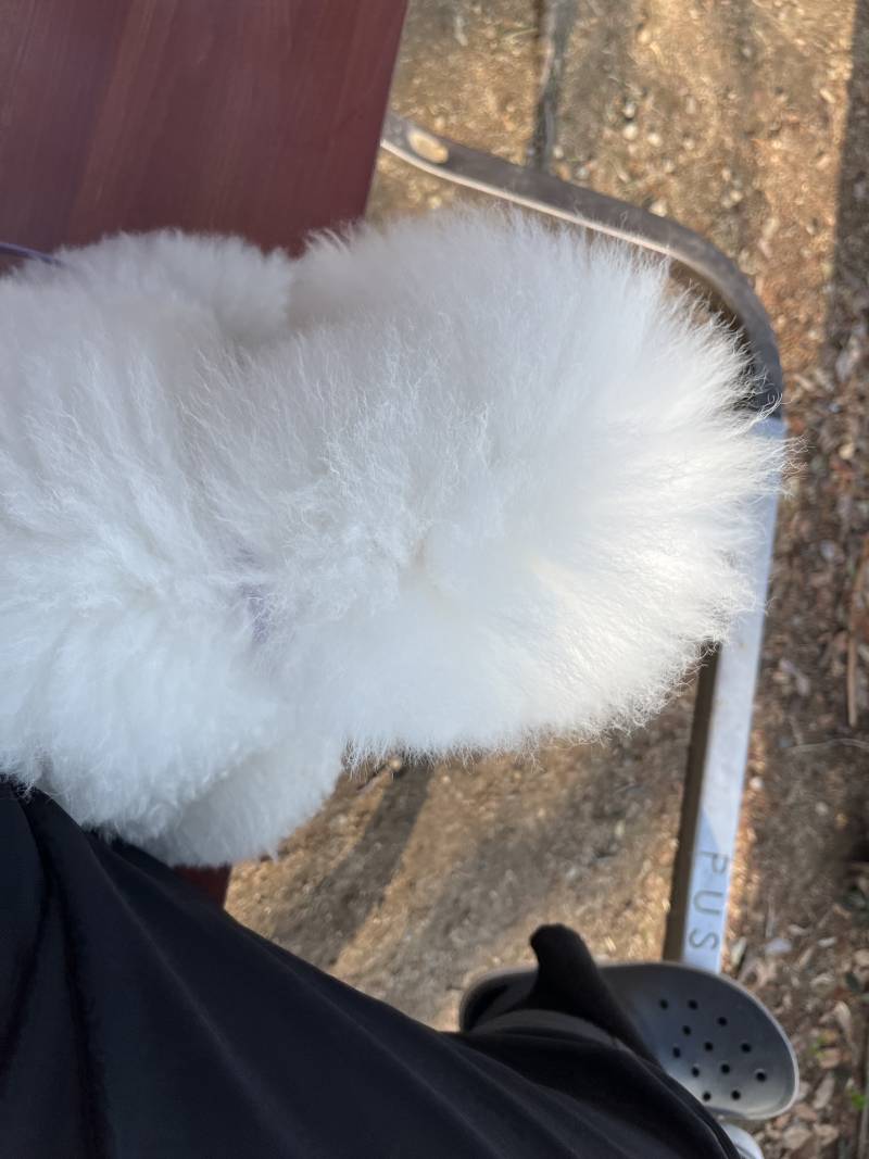 [잡담] 우리집 강쥐 어떤점에서 귀여운거임? | 인스티즈
