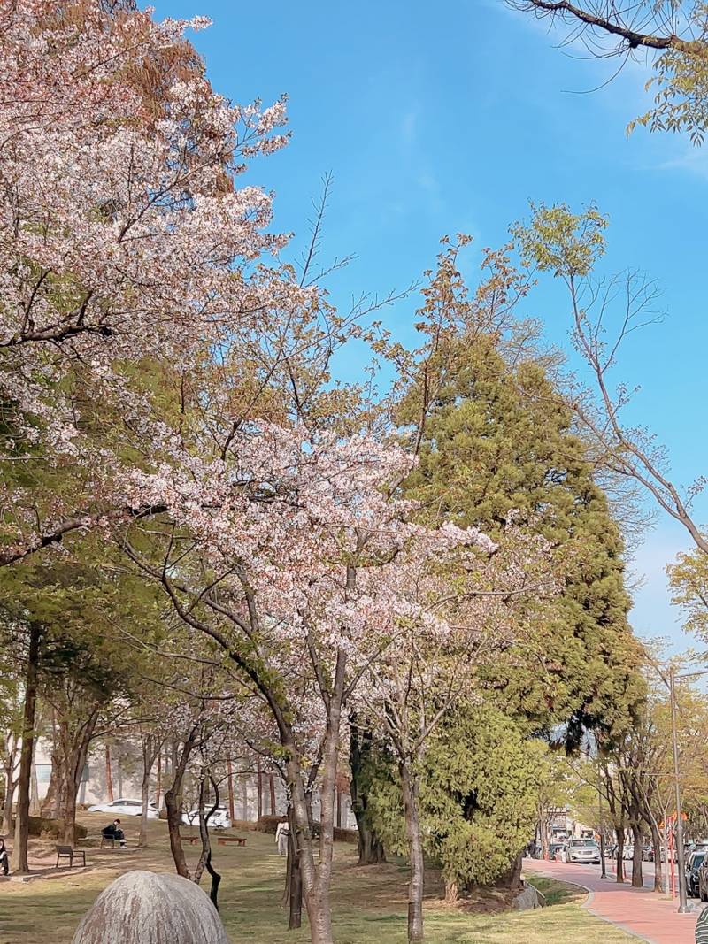 [잡담] 벚꽃 엔딩 ~🌸 | 인스티즈
