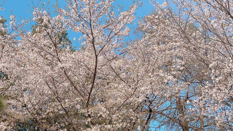 [잡담] 벚꽃 엔딩 ~🌸 | 인스티즈