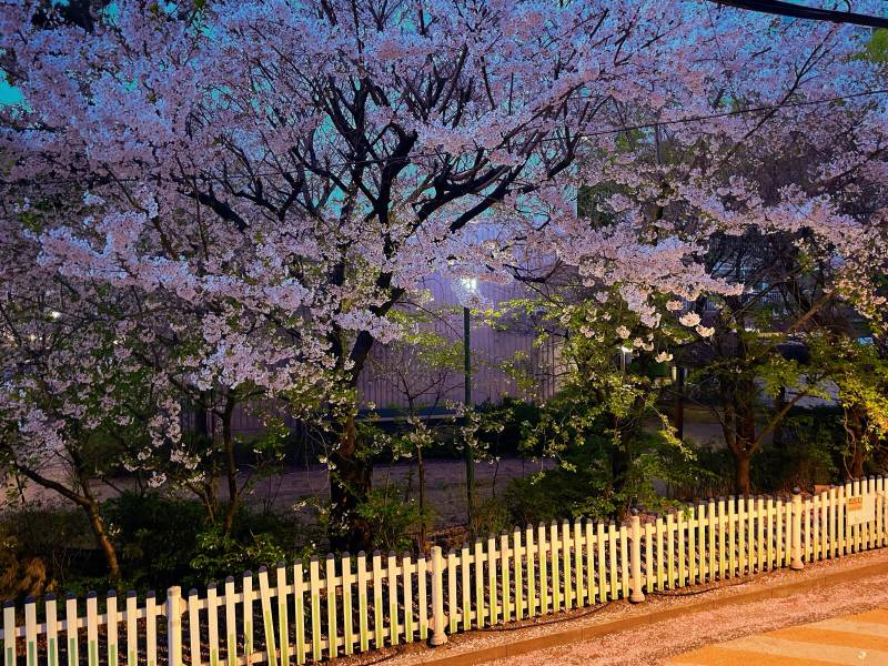 [잡담] 올해 마지막 벚꽃 | 인스티즈