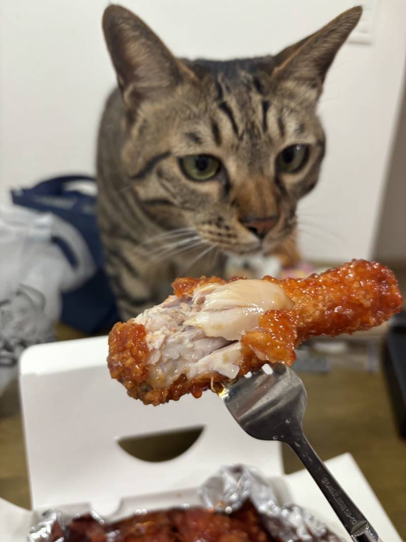 [잡담] 치킨 고양이 치킨 고양이 | 인스티즈