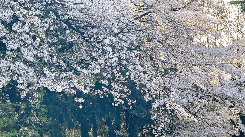 [잡담] 벚꽃 엔딩 ~🌸 | 인스티즈