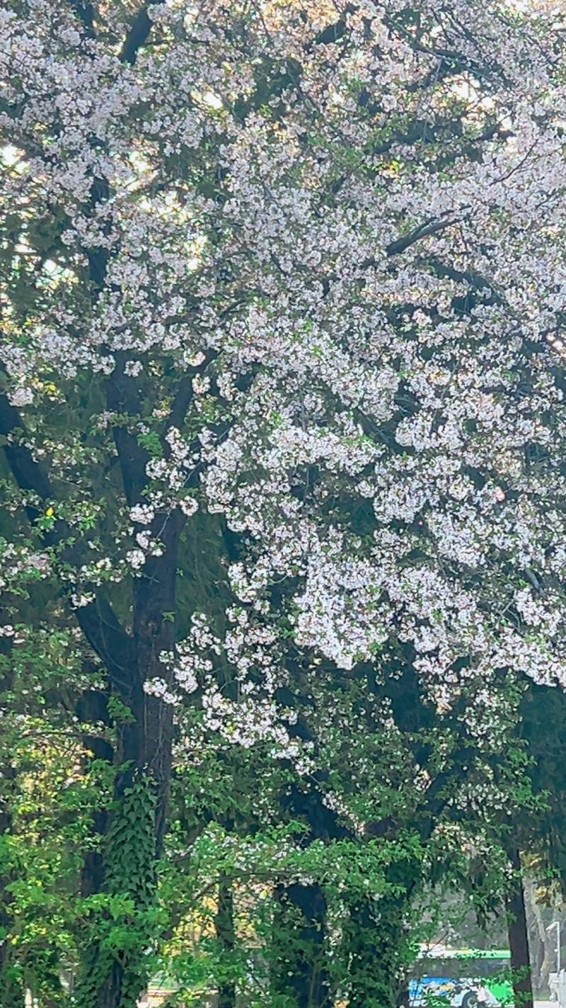 [잡담] 벚꽃 엔딩 ~🌸 | 인스티즈