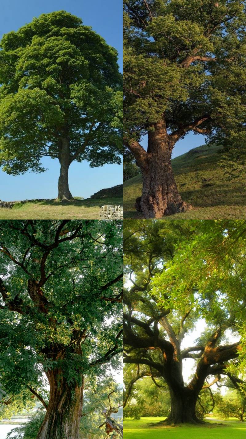 [정보/소식] 사주왕초보들을 위한 일간별 물상 | 인스티즈