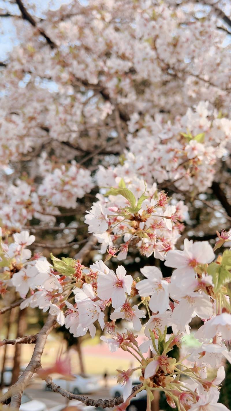 [잡담] 벚꽃 엔딩 ~🌸 | 인스티즈