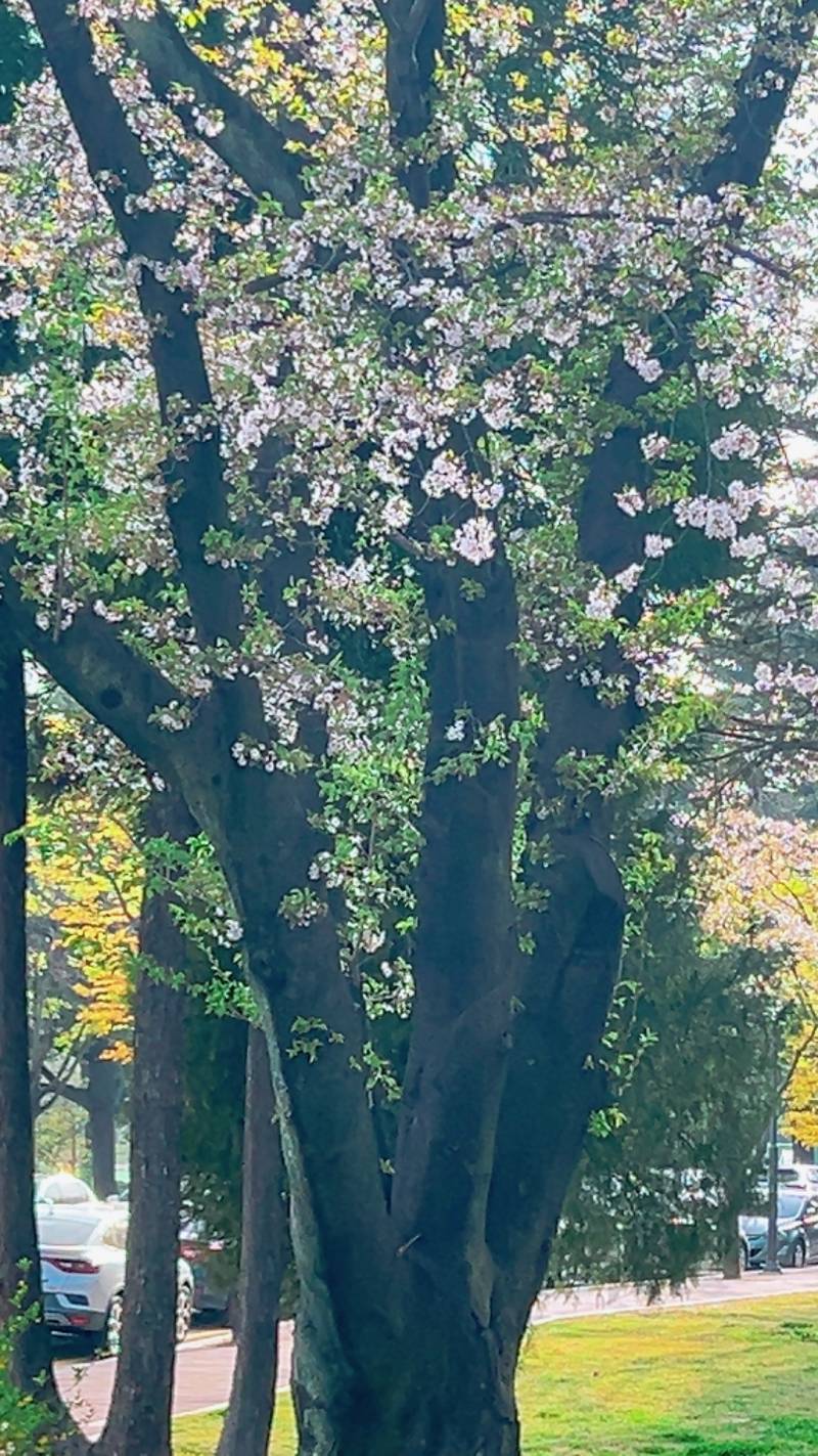 [잡담] 벚꽃 엔딩 ~🌸 | 인스티즈