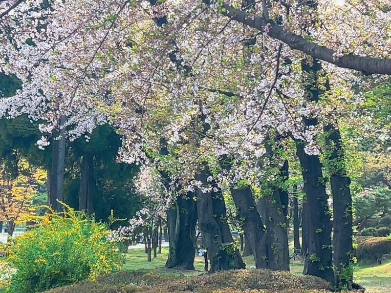 [잡담] 벚꽃 엔딩 ~🌸 | 인스티즈