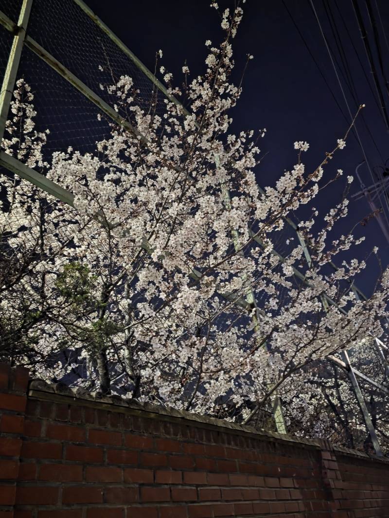 [잡담] 집 앞 벚꽃 찍었는데 | 인스티즈