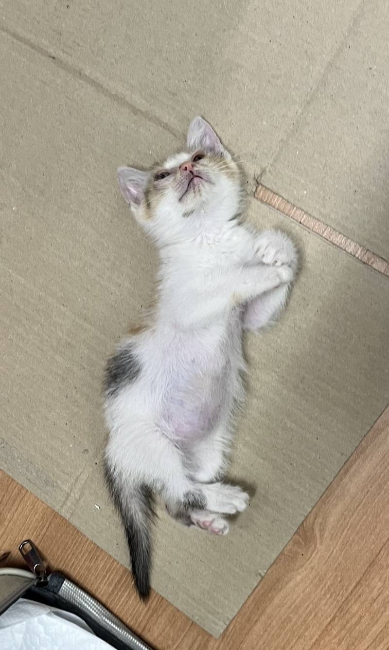 [잡담] 귀여운거 보고 싶은 사람 당장 들어와봐 | 인스티즈