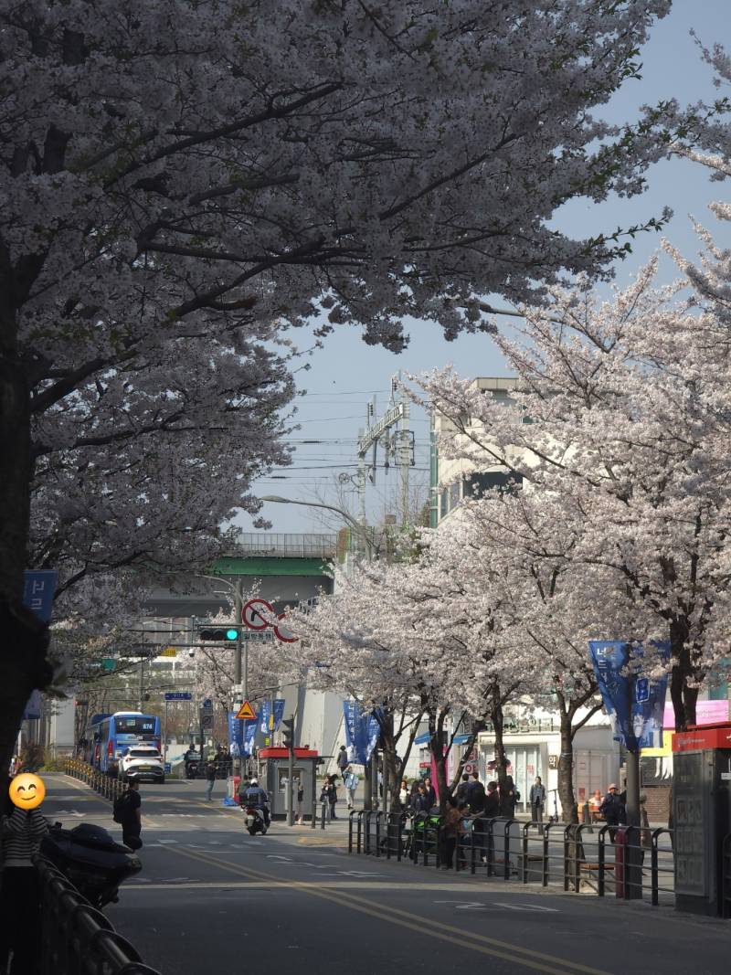 [잡담] 벚꽃 사진은 확실히 후보정이 중요하다 | 인스티즈