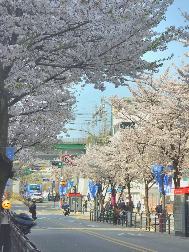 [잡담] 벚꽃 사진은 확실히 후보정이 중요하다 | 인스티즈
