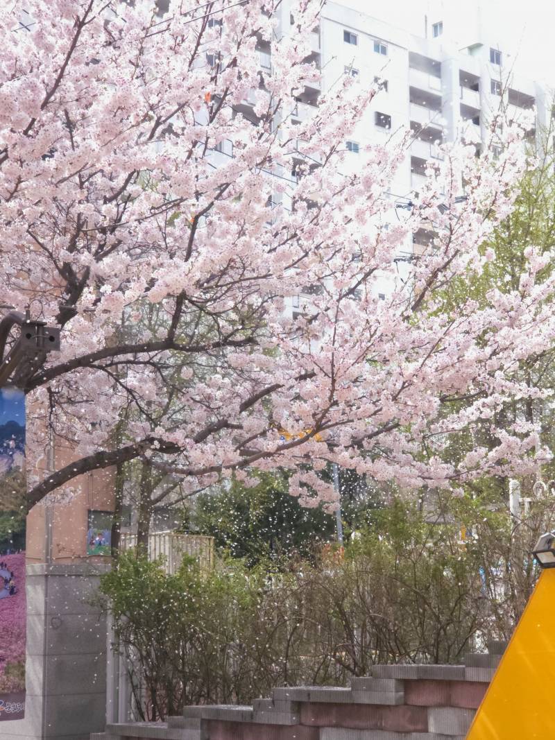 [잡담] 택시 안에서 꽃비 찍었어 | 인스티즈