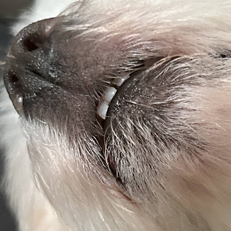 [잡담] 강아지앞니 | 인스티즈