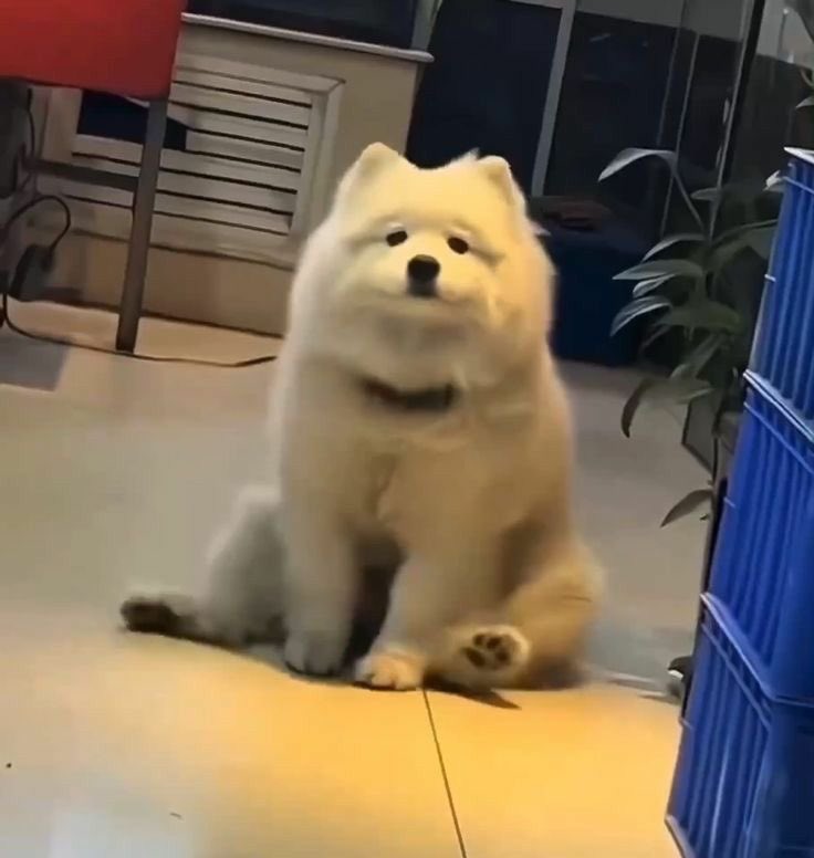 [잡담] 송하 강아지 맞아 … 강아지야 … | 인스티즈