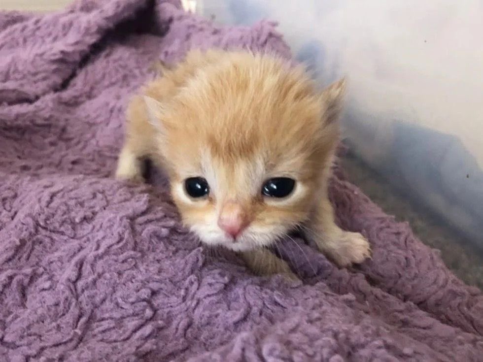 [잡담] 근데 원빈이같은 고양이상 처음봄 | 인스티즈