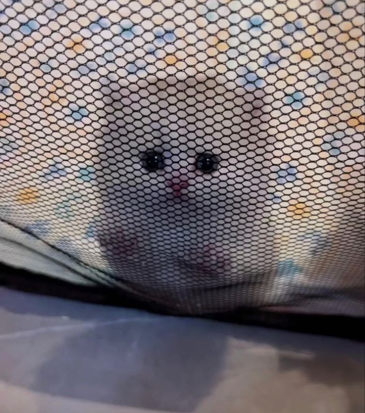 [잡담] 근데 원빈이같은 고양이상 처음봄 | 인스티즈