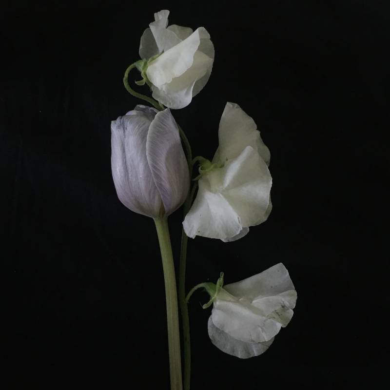 [잡담] 나 예전에 대학사진 과제로 꽃꽂이 한 거 | 인스티즈