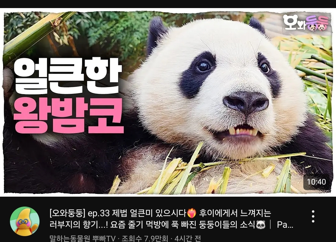 [잡담] 후이바오 이 바부(positive)야🩷 | 인스티즈