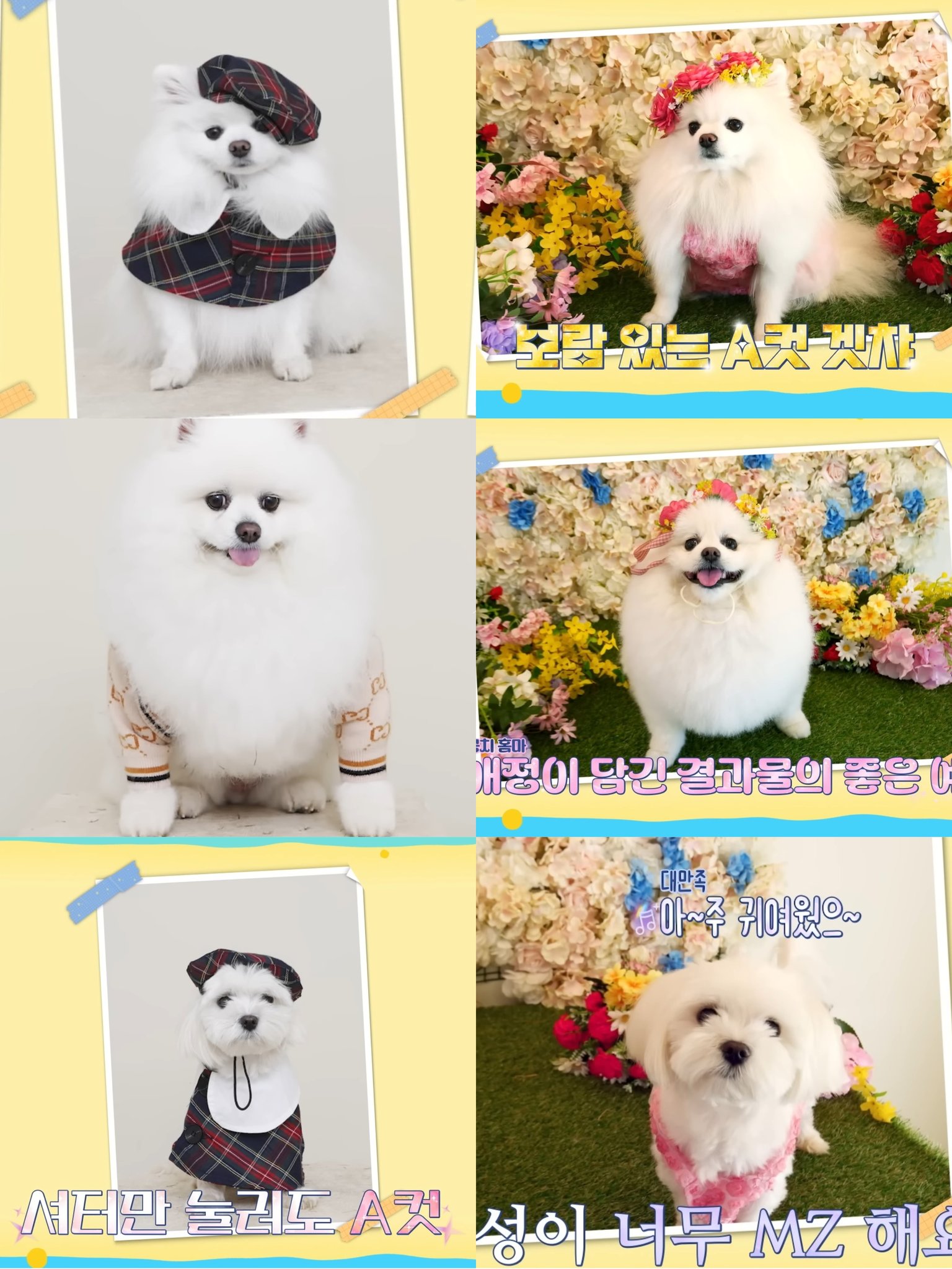[잡담] 연준이가 찍은 강아지들 사진 봐 봐 | 인스티즈